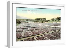 Acres of Drying Prunes-null-Framed Art Print