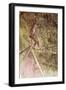 Acrobat on Tightrope-Henri de Toulouse-Lautrec-Framed Premium Giclee Print