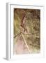 Acrobat on Tightrope-Henri de Toulouse-Lautrec-Framed Premium Giclee Print