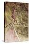 Acrobat on Tightrope-Henri de Toulouse-Lautrec-Stretched Canvas