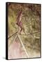 Acrobat on Tightrope-Henri de Toulouse-Lautrec-Framed Stretched Canvas