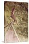 Acrobat on Tightrope-Henri de Toulouse-Lautrec-Stretched Canvas