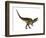 Acrocanthosaurus Dinosaur on White Background-Stocktrek Images-Framed Art Print