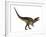 Acrocanthosaurus Dinosaur on White Background-Stocktrek Images-Framed Art Print