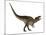 Acrocanthosaurus Dinosaur on White Background-Stocktrek Images-Mounted Art Print