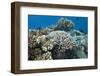 Acropora Nusata Stony Corals in Beqa Lagoon, Fiji-Stocktrek Images-Framed Photographic Print