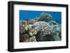 Acropora Nusata Stony Corals in Beqa Lagoon, Fiji-Stocktrek Images-Framed Photographic Print