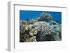 Acropora Nusata Stony Corals in Beqa Lagoon, Fiji-Stocktrek Images-Framed Photographic Print