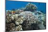 Acropora Nusata Stony Corals in Beqa Lagoon, Fiji-Stocktrek Images-Mounted Photographic Print