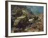 Across the Big Divide-Frank Tenney Johnson-Framed Art Print