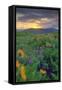 Across the Flower Field at Sunrise, Rowena Plateau-Vincent James-Framed Stretched Canvas