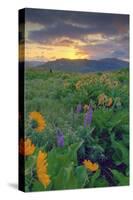 Across the Flower Field at Sunrise, Rowena Plateau-Vincent James-Stretched Canvas