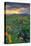 Across the Flower Field at Sunrise, Rowena Plateau-Vincent James-Stretched Canvas