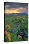 Across the Flower Field at Sunrise, Rowena Plateau-Vincent James-Stretched Canvas