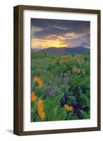 Across the Flower Field at Sunrise, Rowena Plateau-Vincent James-Framed Photographic Print