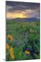 Across the Flower Field at Sunrise, Rowena Plateau-Vincent James-Mounted Photographic Print