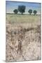 Across The Meadow-Tim O'toole-Mounted Giclee Print