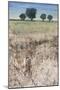 Across The Meadow-Tim O'toole-Mounted Giclee Print