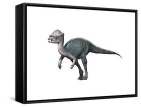 Acrotholus Audeti, Late Cretaceous of Canada-null-Framed Stretched Canvas