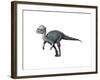 Acrotholus Audeti, Late Cretaceous of Canada-null-Framed Art Print