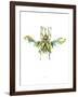 Actaeon Beetle-Alexis Marcou-Framed Art Print