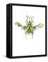 Actaeon Beetle-Alexis Marcou-Framed Stretched Canvas
