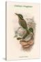 Actenoides Lindsayi - Lindsay's Kingfisher-John Gould-Stretched Canvas