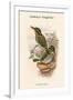 Actenoides Lindsayi - Lindsay's Kingfisher-John Gould-Framed Art Print