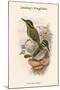 Actenoides Lindsayi - Lindsay's Kingfisher-John Gould-Mounted Art Print