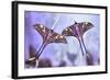 Actias-Jimmy Hoffman-Framed Giclee Print