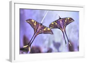 Actias-Jimmy Hoffman-Framed Giclee Print