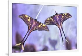 Actias-Jimmy Hoffman-Framed Giclee Print