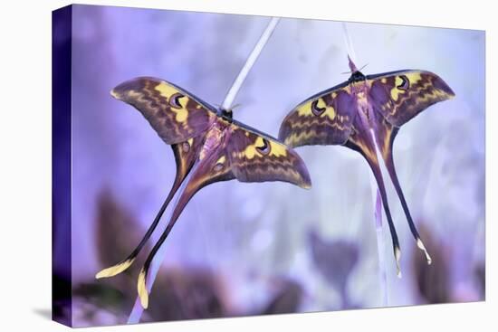 Actias-Jimmy Hoffman-Stretched Canvas