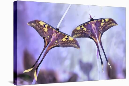 Actias-Jimmy Hoffman-Stretched Canvas