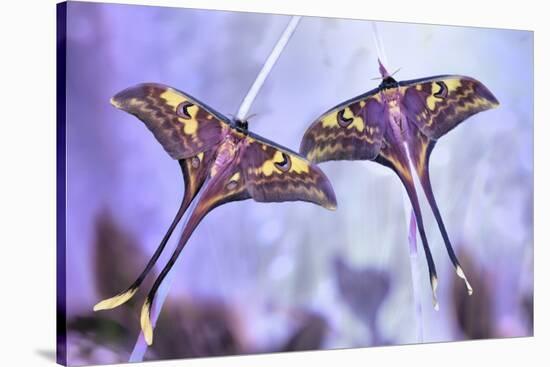 Actias-Jimmy Hoffman-Stretched Canvas
