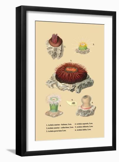 Actinia Sanetae-null-Framed Art Print