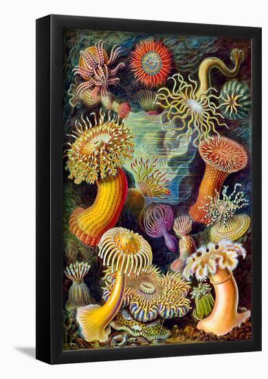 Actiniae Nature Art Print Poster by Ernst Haeckel-null-Framed Poster