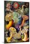 Actiniae Nature Art Print Poster by Ernst Haeckel-null-Mounted Poster