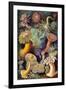 Actiniae Nature by Ernst Haeckel-Ernst Haeckel-Framed Art Print