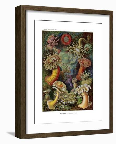 Actiniae or Actiniaria, 1899-1904-null-Framed Giclee Print