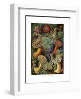 Actiniae or Actiniaria, 1899-1904-null-Framed Giclee Print