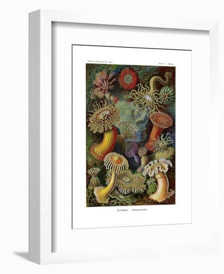 Actiniae or Actiniaria, 1899-1904-null-Framed Giclee Print