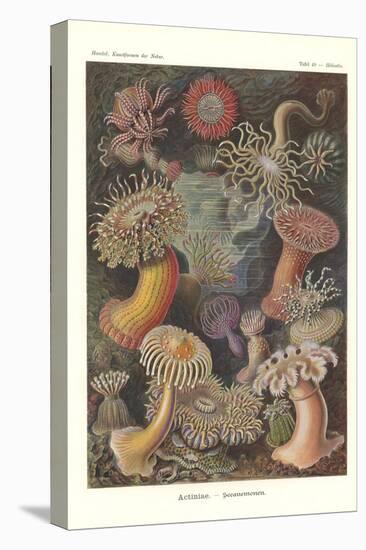 Actiniae - Sea Anemone, Pl.49, from 'Kunstformen Der Natur', Engraved by Adolf Giltsch, Published…-Ernst Haeckel-Stretched Canvas