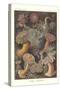 Actiniae - Sea Anemone, Pl.49, from 'Kunstformen Der Natur', Engraved by Adolf Giltsch, Published…-Ernst Haeckel-Stretched Canvas