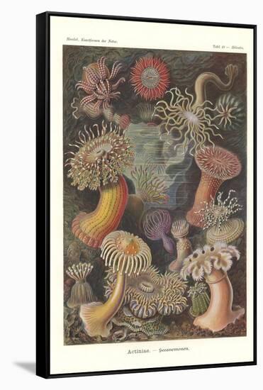 Actiniae - Sea Anemone, Pl.49, from 'Kunstformen Der Natur', Engraved by Adolf Giltsch, Published…-Ernst Haeckel-Framed Stretched Canvas