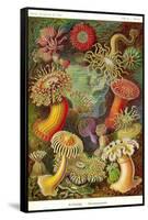 Actiniae-Ernst Haeckel-Framed Stretched Canvas