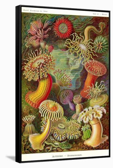 Actiniae-Ernst Haeckel-Framed Stretched Canvas