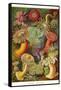 Actiniae-Ernst Haeckel-Framed Stretched Canvas