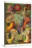 Actiniae-Ernst Haeckel-Stretched Canvas