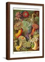 Actiniae-Ernst Haeckel-Framed Art Print